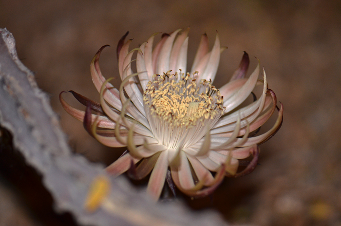 Matraca, also called Pitayita or Saramatraca has a beautiful white nocturnal flower that remains open for just an hour or so after day-break. Peniocereus johnstonii